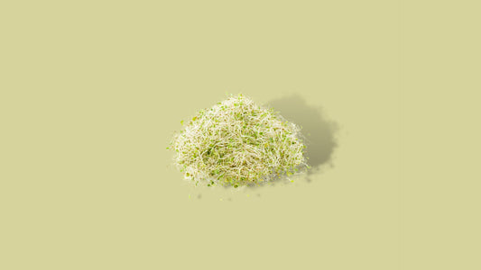 Alfalfa